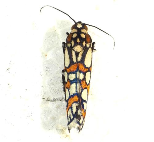 Cydosia nobilitella
